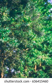fir tree unfocused background. close up blurred nature