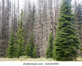 Fir Trees Along With Burned Trees From The Table Mountain Fire In 2009.