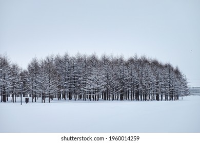 Fir trees cover by snow with full of snow on ground and clear sky at Moerenuma park, Hokkaido, Japan.