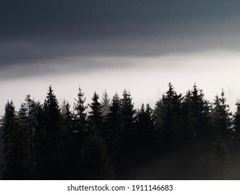 Fir trees in the fog in the mountains. High quality photo