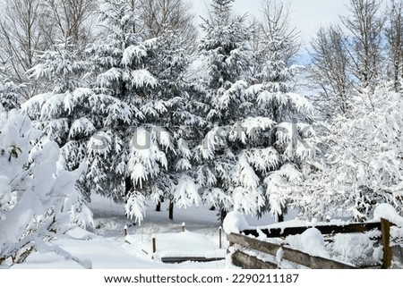 Fir trees the morning after heavy overnight snow on moorland smallholding at 900ft in North Yorkshire