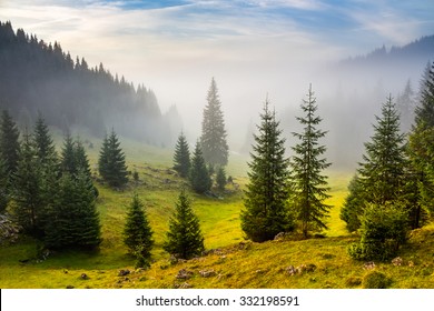 fir trees on meadow between hillsides with conifer forest in fog under the blue sky before sunrise - Powered by Shutterstock