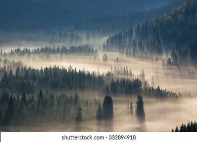 fir trees on a meadow down the will  to coniferous forest in foggy mountains - Powered by Shutterstock