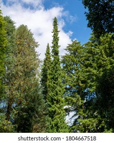 Fir Trees At Westonbirt Arboretum