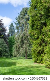 Fir Trees At Westonbirt Arboretum