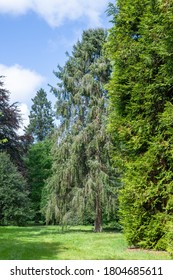 Fir Trees At Westonbirt Arboretum