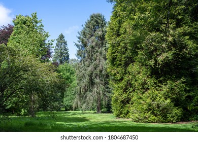 Fir Trees At Westonbirt Arboretum