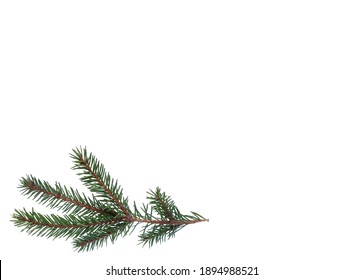 Fir Twig On A White Background.  White Background With A Twig.  A Sprig Of A Christmas Tree.