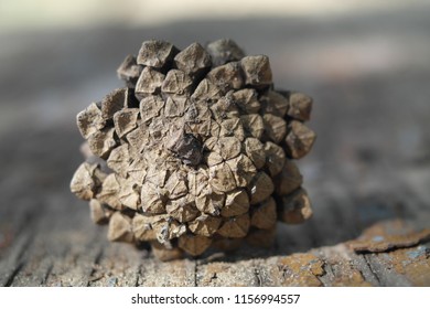 Fir-cone, cone texture