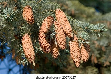 fir-cones