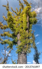 A Fire Affected Eucalyptus Tree With Epicormic Shoots, A Year After Wildfires In December 2019 Affected The Mallacoota Region In Gippsland, Eastern Victoria, Australia.