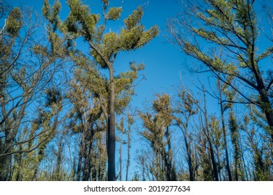 Fire Affected Eucalyptus Trees With Epicormic Shoots, A Year After Wildfires In December 2019 Affected The Mallacoota Region In Gippsland, Eastern Victoria, Australia.