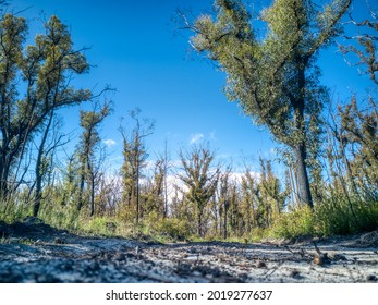 Fire Affected Eucalyptus Trees With Epicormic Shoots, A Year After Wildfires In December 2019 Affected The Mallacoota Region In Gippsland, Eastern Victoria, Australia.