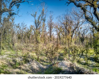 Fire Affected Eucalyptus Trees With Epicormic Shoots, A Year After Wildfires In December 2019 Affected The Mallacoota Region In Gippsland, Eastern Victoria, Australia.