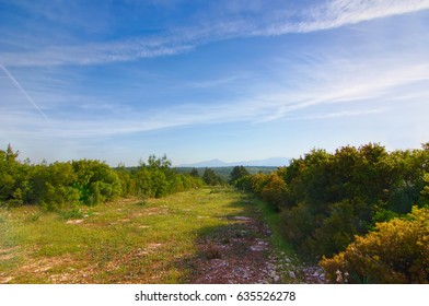 Fire Aisle In The Forest 