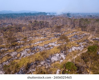 Fire in the Amazon rainforest and trees cut down in illegal deforestation for agriculture and cattle on a farm. Concept of environment, ecology, global warming, climate change, nature. Brazil.