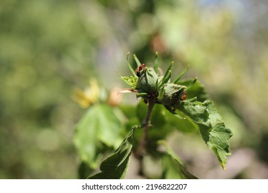 Fire Ant Aphid Farms Lawton Oklahoma