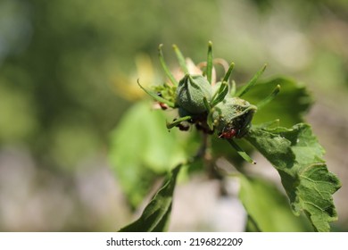 Fire Ant Aphid Farms Lawton Oklahoma