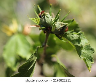 Fire Ant Aphid Farms Lawton Oklahoma