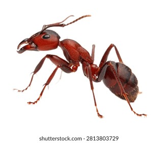 Fire Ant Attack Stance Dark Red Tiny Body Rea Isolated On White Background