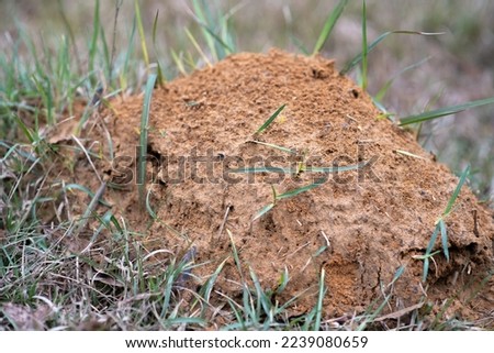 Fire ant bed with grass protruding through bed.