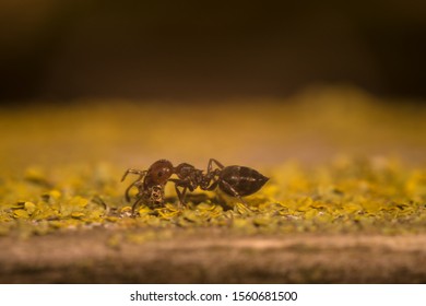 A Fire Ant Carrying A Tiny Brown Dead Jumping Spider In His Jaws Over A Mossy Patch On A Tree.