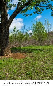 Fire Ant Mound