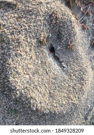 Fire Ant Mound Of Dirt