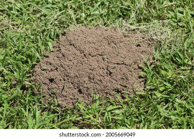 Fire Ant Mound In Grass