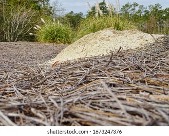 Fire Ant Mound With Out Fire Ants