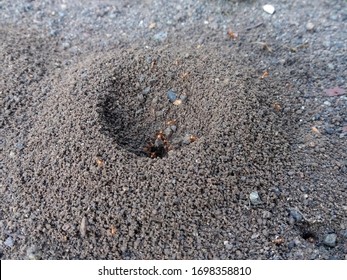 Fire Ant Nest. Ant Colony In The World Of Bugs Life