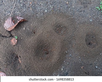 Fire Ant Nest. Ant Colony In The World Of Bugs Life