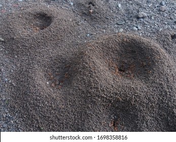 Fire Ant Nest. Ant Colony In The World Of Bugs Life