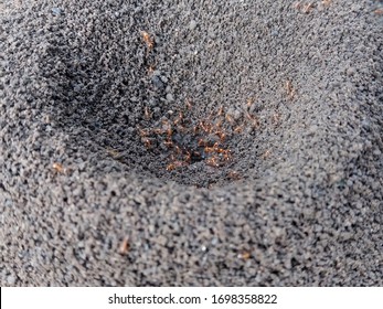 Fire Ant Nest. Ant Colony In The World Of Bugs Life