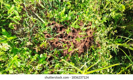 The Fire Ant Nest On The Canopy Grassy