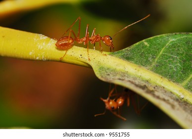 Fire Ant On A Mango Tree