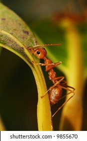 Fire Ant On Mango Tree