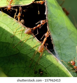 Fire Ants Building Their Nest