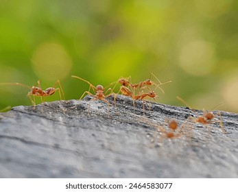 Fire ants are gathering on the tree cuttings