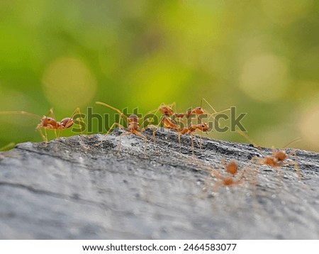 Fire ants are gathering on the tree cuttings