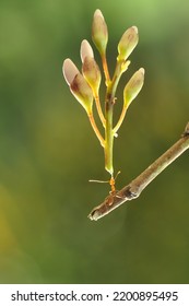 Fire Ants Are One Of The Ant Genera, Namely The Solenopsis Genus. This Type Of Ant Is Slightly Reddish Brown In Color. These Ants Are Very Strong When Biting