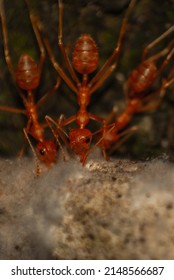 Fire Ants Working Together To Disassemble Food 