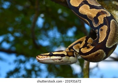 Ball Python Bilder Stockfotos Und Vektorgrafiken Shutterstock