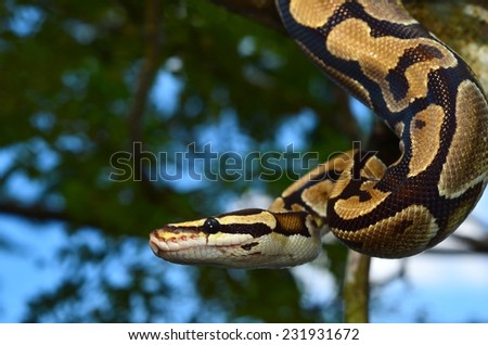 Fire Ball Python Snake wrapped around a branch