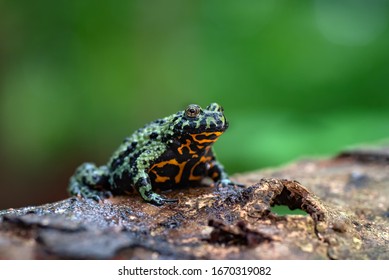 Fire belly frog on tree stump