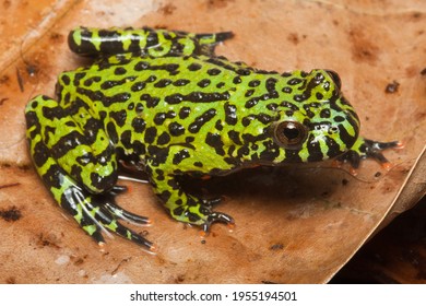 Fire Belly Toad, Bombina Orientalis