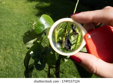 Fire Blight Disease Affected Pear Leaves.