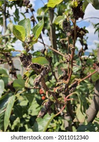 Fire Blight On Pear Tree Caused Stock Photo 2011012340 | Shutterstock