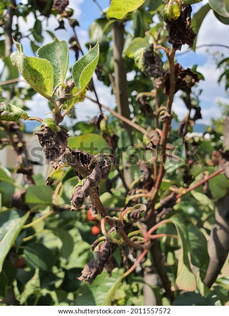 Fire Blight On Pear Tree Caused Stock Photo 2011557572 | Shutterstock