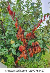 Fire blight on a quince tree caused by the bacteria Erwinia amylovora. Plant disease. - Shutterstock ID 2197764427